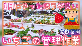 失敗しない♪イチゴ/1月の管理作業/家庭菜園/プランター栽培/2023年