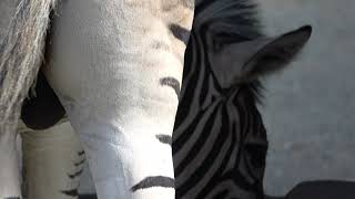 20231006 1033 王子動物園 チャップマンシマウマ ナギト