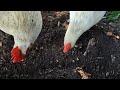 【鶏日記】包帯替えられるのを寝ないで待つクロ にわとりこ にわとり coq hens hens poules ニワトリ 雄鶏 鶏 鶏日記 卵 庭