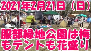 服部緑地公園は梅もテントも花盛り　2020年2月21日（日）