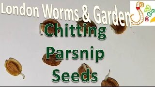 Chitting Parsnip Seeds