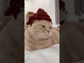 Cats so cute all #shortvideo #shorts