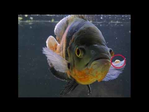 Is fish herpes contagious?