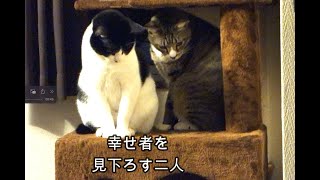 【９分耐久】猫三匹 〜 夜のルーティン（てか日常）