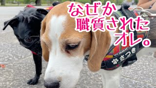 楽しくご挨拶のはずが、いつしか職質されてた【ビーグル犬さつき】