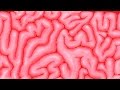 10 Cosas que no Sabias del CEREBRO