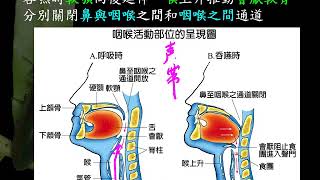 10601高一基礎生物3 3 02吞厭時的防嗆防噎機制 會厭與軟顎一公