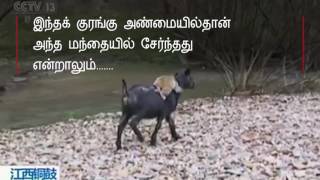 ஆடுகளுடன் குரங்கு