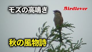 秋の風物詩「モズの高鳴き」