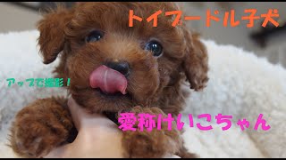 トイプードル子犬 愛称 けいこちゃんアップ！（生後50日）