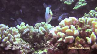 Multiband Butterflyfish