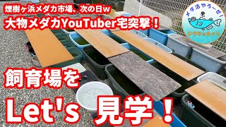 大物メダカYouTuber宅突撃！飼育場をLet's見学＆煙樹ヶ浜メダカ市場イベントお土産