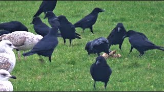 Feeding Crows Naturally, Crows Foraging Grain and Working on a Carcass / Clifftop Crows