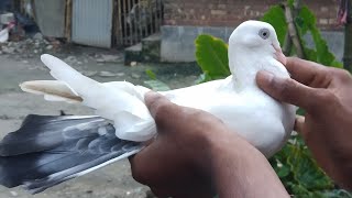 Sell sell sell ...Chini kalduma Pigeon... Long size... Full friesh...!!!!