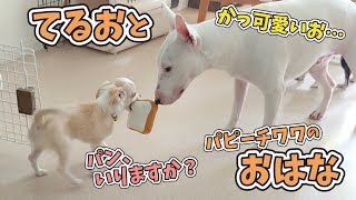 ”てるお”とパピーチワワの”おはな” 🐶ひみつきちなう！②🐶 (ミニチュアブルテリア) 2019年7月27日