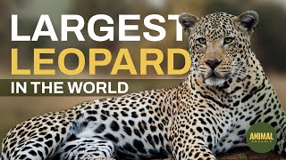 Largest Leopard in the World | How Big Can Leopards Get? Discover the Smallest to Largest Species