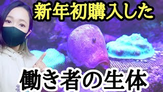 【海水魚水槽】今年初生体購入❗️導入❗️お掃除の味方マガキガイ✨my coral aquarium MOAMOAちゃんねる