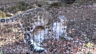 ユキヒョウ赤ちゃんフク 新春早々バトルったにゃ！2019.1月 Snow Leopard Cub  Panthère des neiges