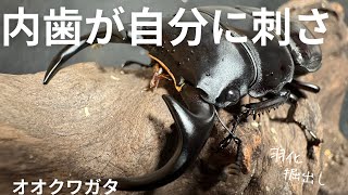 内歯が自分に刺さりそうな最高にかっこいいオオクワガタ羽化掘出し【唯一のオス】