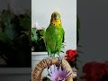 年轻人养宠图鉴 带着宠物去赏花 birds parrot