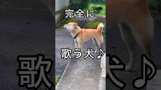 柴犬コロ 完全に歌う犬♪😂 #柴犬コロ #歌う犬 #おもしろ #かわいい #funny #shibainu #dog #cute