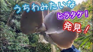 １１月上旬🍄キノコ採り〜巨大な天然ヒラタケ！発見！【ヒラタケ・エノキタケ】