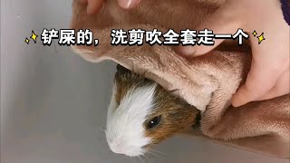 【荷兰猪】洗澡全过程