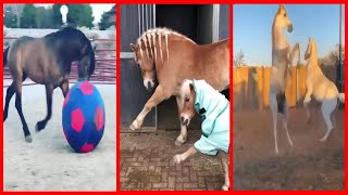Funny Horses Show Strength Try Not To Laugh It's Really The Most Powerful Funny Horse Video #2