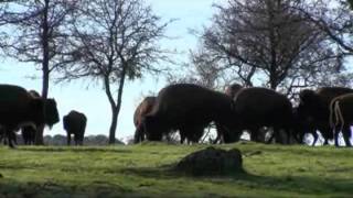 Hunting Bison with the Modern Sporting Rifle (450 Bushmaster)