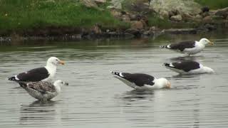 Goéland marin (Larus marinus) Great Black-backed Gull