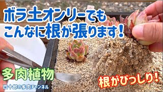 【多肉植物】🪴ボラ土オンリーでもこんなに根が張ります‼️ 根がびっしり❗️