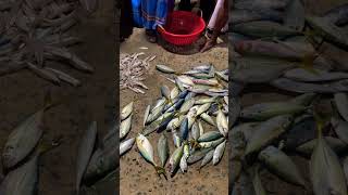 1650 ₹ മീൻ ലേലം 👌| 📍Vizhinjam | #shorts #fish #youtube #youtubeshorts #trending #trivandrum