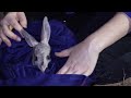 Prospects bright for Australia’s Bilby population