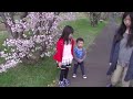 【short】星観緑地・軽川の桜