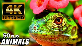 The Most Beautiful Animals in the World | Relaxing Music | 3D Audio ...