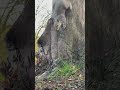 squirrel coming out of a tree cute squirrel funny video fun 🎢