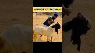 Halal Vs Jhatka | #shorts #youtubeshorts #ytshorts #knowledgeByMuzi