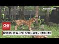 Berlibur dengan Harimau dan Hewan-hewan Buas Lainnya