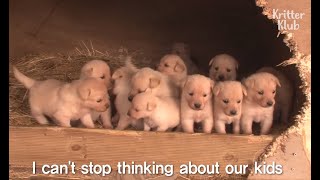 Golden Retriever Dog Couple Hustles As Models To Make Money For These Nuggets | Kritter Klub