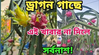 ফেব্রুয়ারী মাসে ড্রাগন গাছের পরিচর্যা ও সারপ্রয়োগ। সিজেনে প্রচুর ফল পেতে এখনি করুন এই পরিচর্যা।