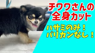 ホワホワの毛をスッキリしていきましょう！