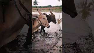 மரபுவழி கலப்பை உழவு | பரம்பு அடித்தல் | நாட்டு மாடு | Traditional farming methods using bulls