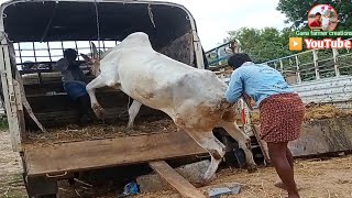 Big size dheshiya Seema bull's - farmer's loading video's | the biggest Adoni cattle's market ||