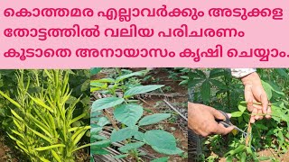 ഈ വളം മാത്രം മതി കൊത്തമര നല്ല രീതിയിൽ വളരാൻ @kl40moneyfarming