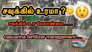 சவுக்கு சாகுபடி/ சவுக்கில் உரமா ?🤔/ சவுக்கில் உர மேலாண்மை/casuarina/ casuarina fertilizer management