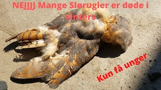 NaturNørd 304. Slørugle tjek gik ikke som jeg håbede !!!!!!!