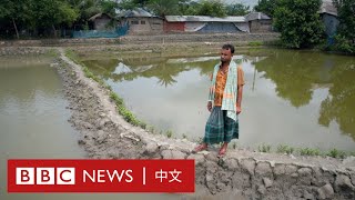 COP26：大好良田毀於淡水鹽化 海平面上升的鐵證 － BBC News 中文