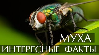 Муха - интересные факты