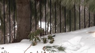 Curious cat makes visit to the WNEP Backyard for Kurt's forecast