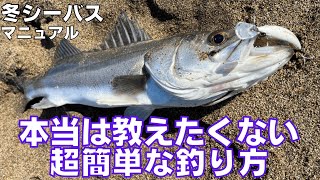 冬にシーバスを釣りたい方へ‼︎誰でも超簡単に釣る方法‼︎